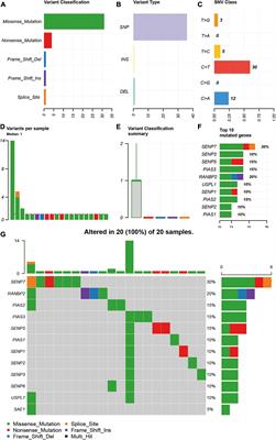 SUMOylation Regulator-Related Molecules Can Be Used as Prognostic Biomarkers for Glioblastoma